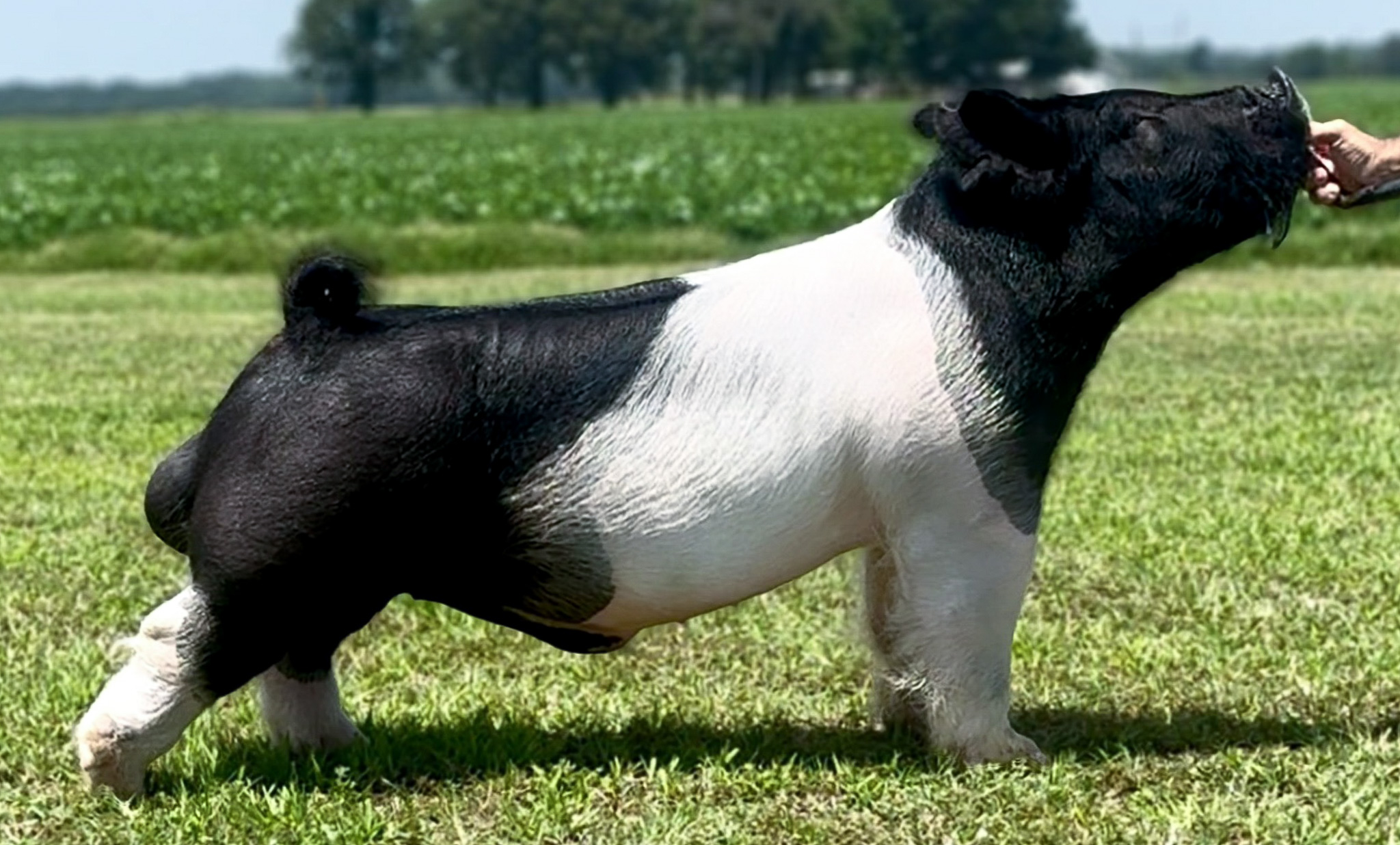 POTUS Boar
